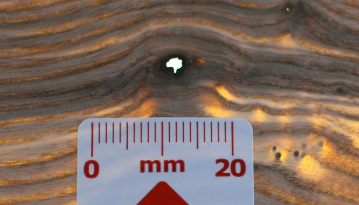 Camera quality inspection system for Wood Veneer